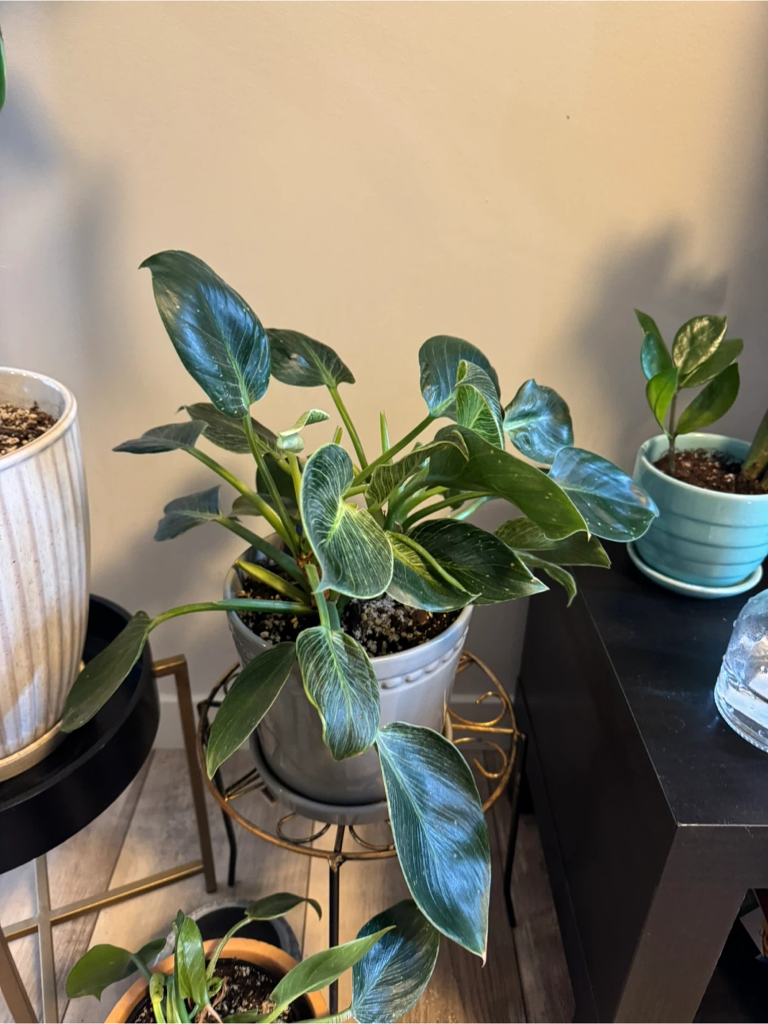 All plants for $80