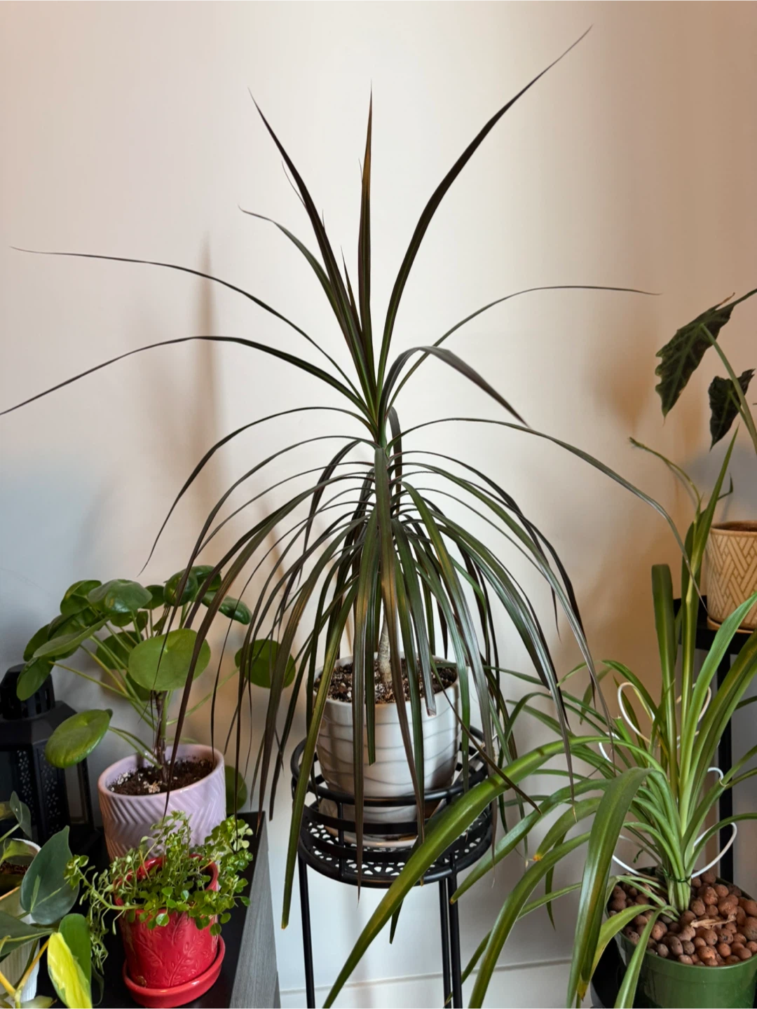 All plants for $80 - photo 2