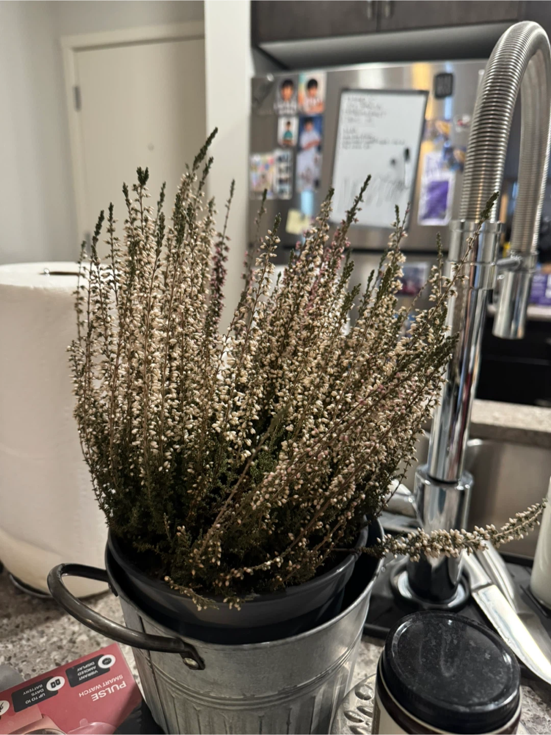 All plants for $80 - photo 5