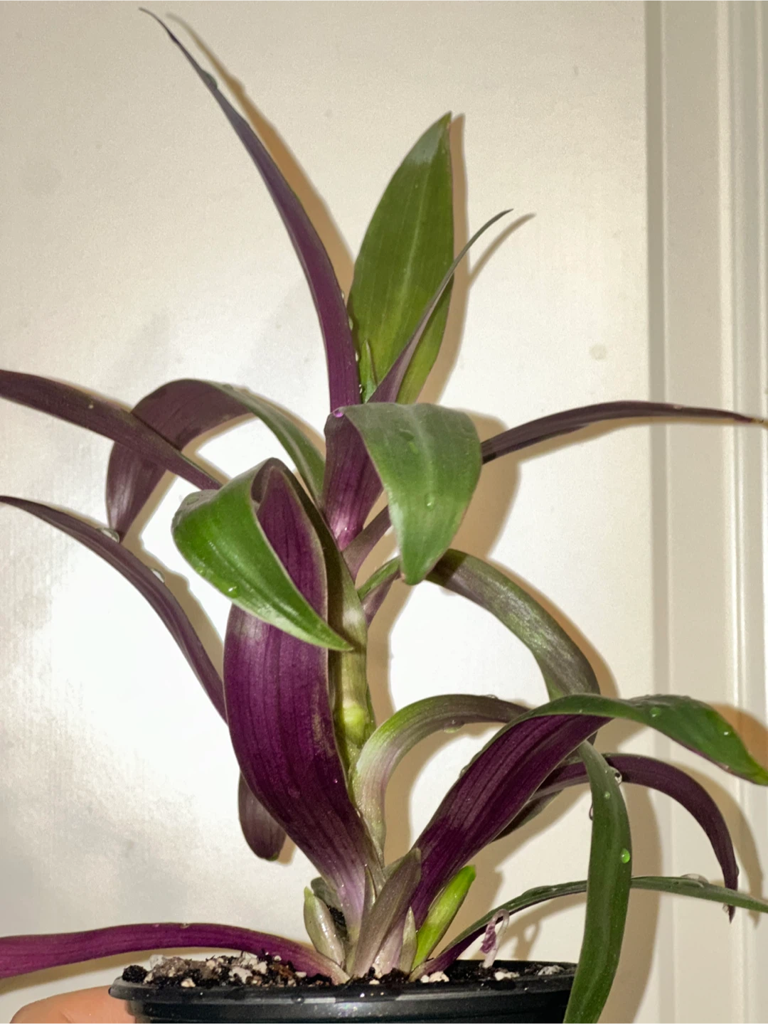 Tradescantia Spathacea Plant