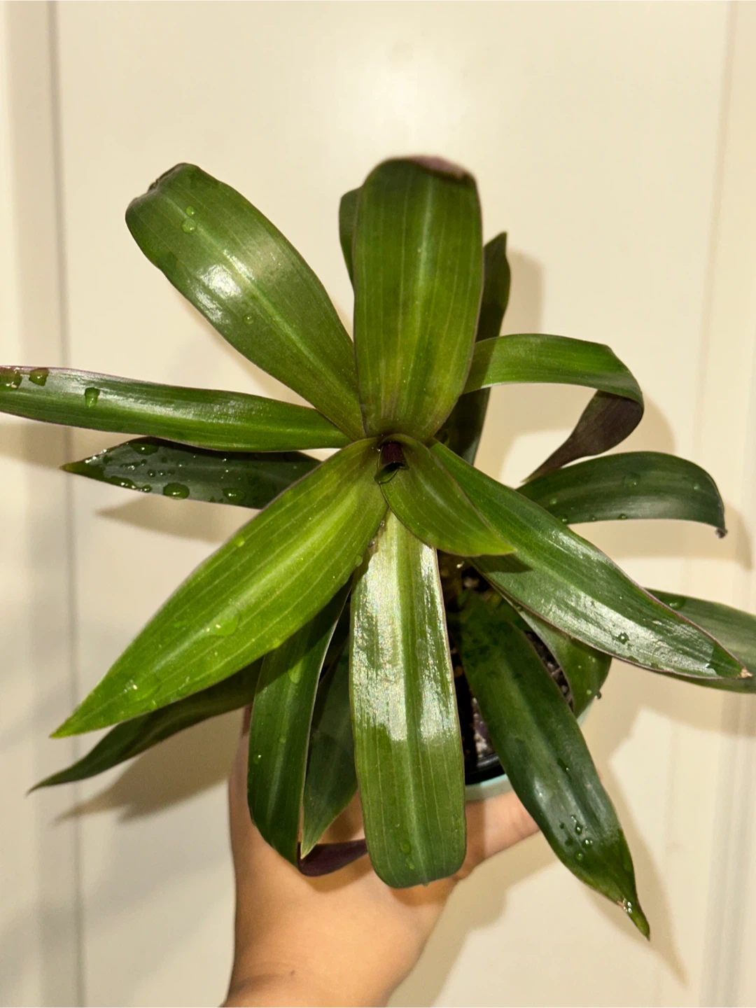 Tradescantia Spathacea Plant - photo 4