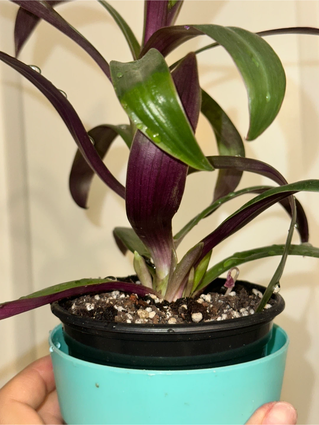 Tradescantia Spathacea Plant - photo 5
