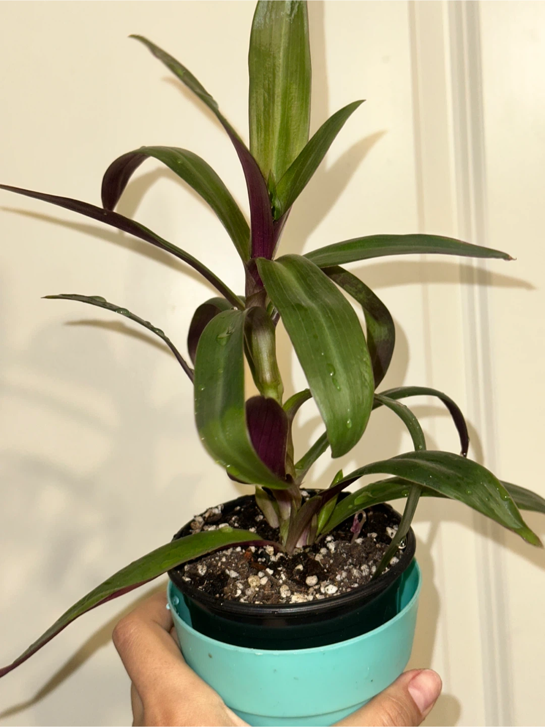 Tradescantia Spathacea Plant - photo 3