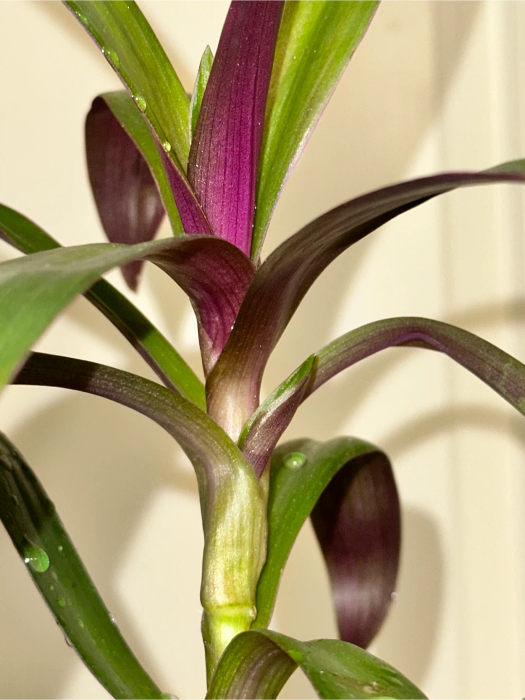 Tradescantia Spathacea Plant - photo 2