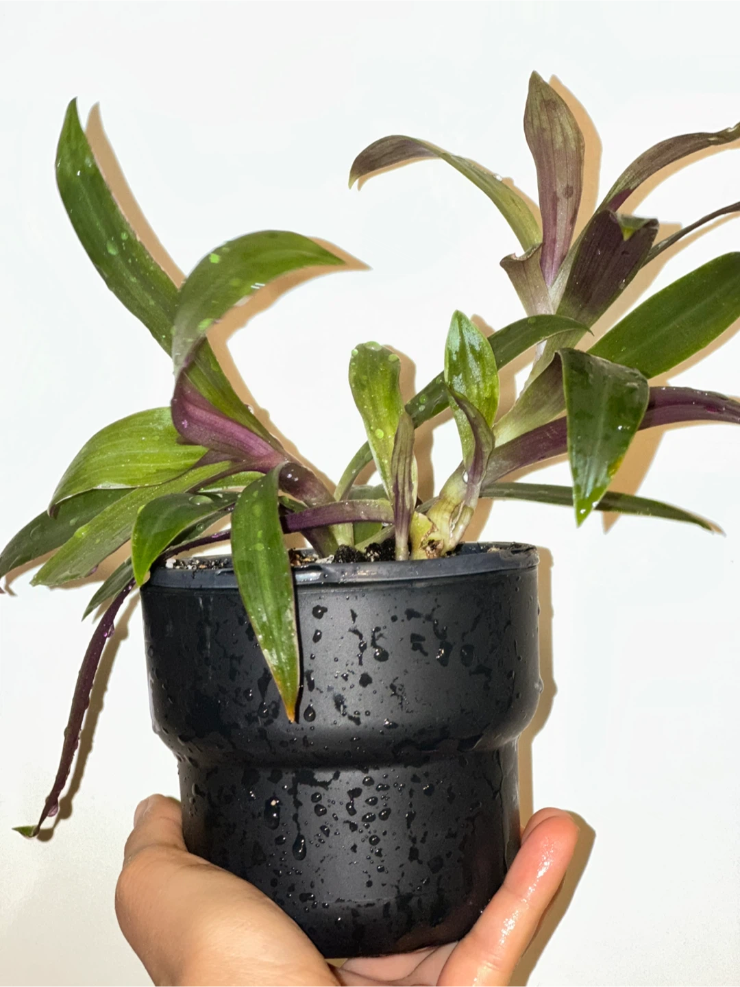 Tradescantia Spathacea Plant