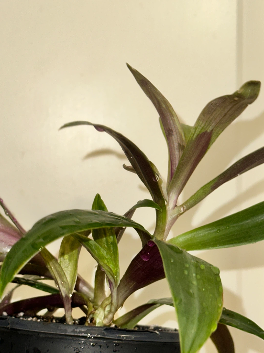 Tradescantia Spathacea Plant - photo 3