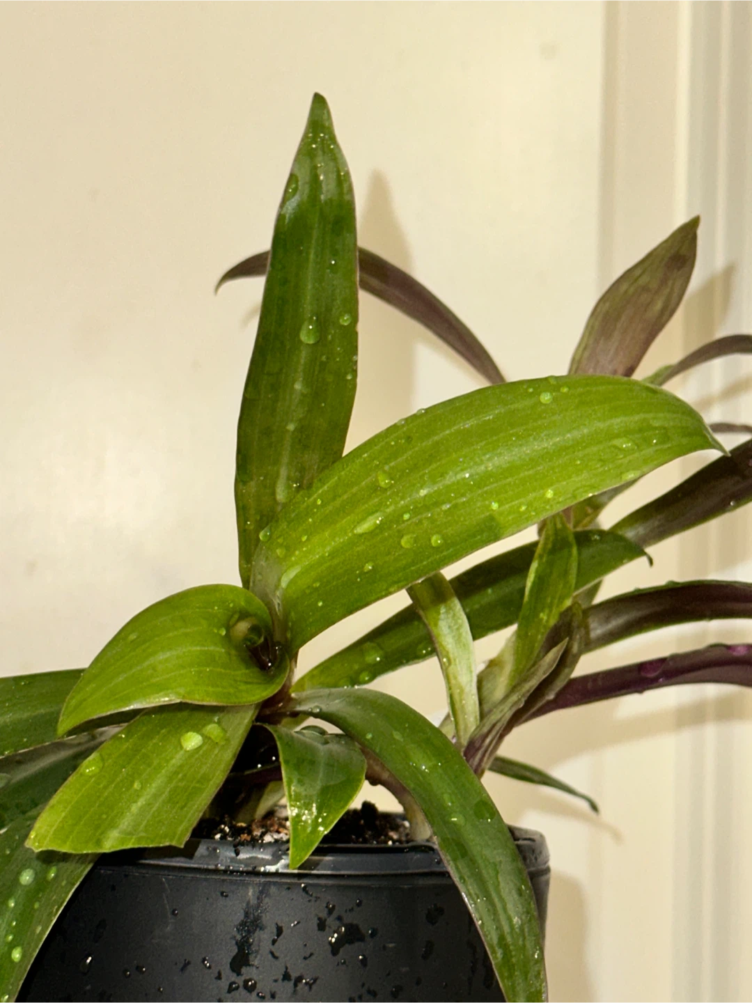 Tradescantia Spathacea Plant - photo 4