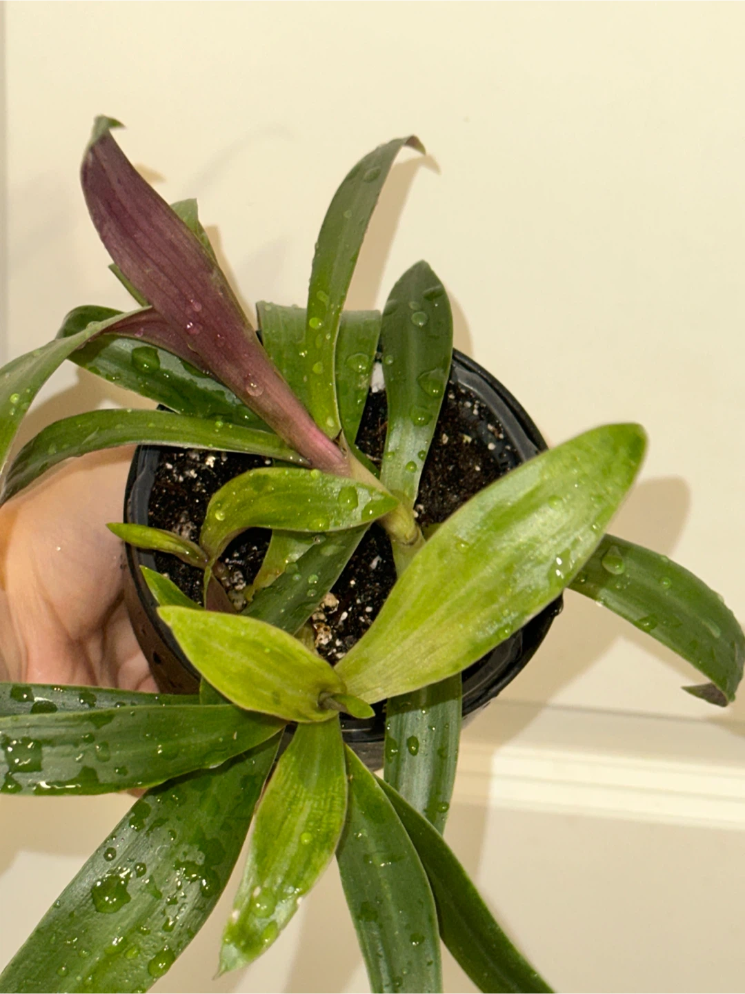 Tradescantia Spathacea Plant - photo 2