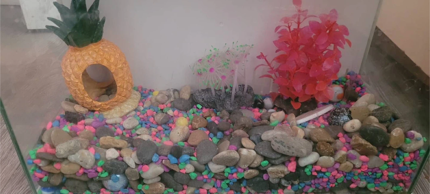 Top Fin 3 Gallon Aquarium - photo 4