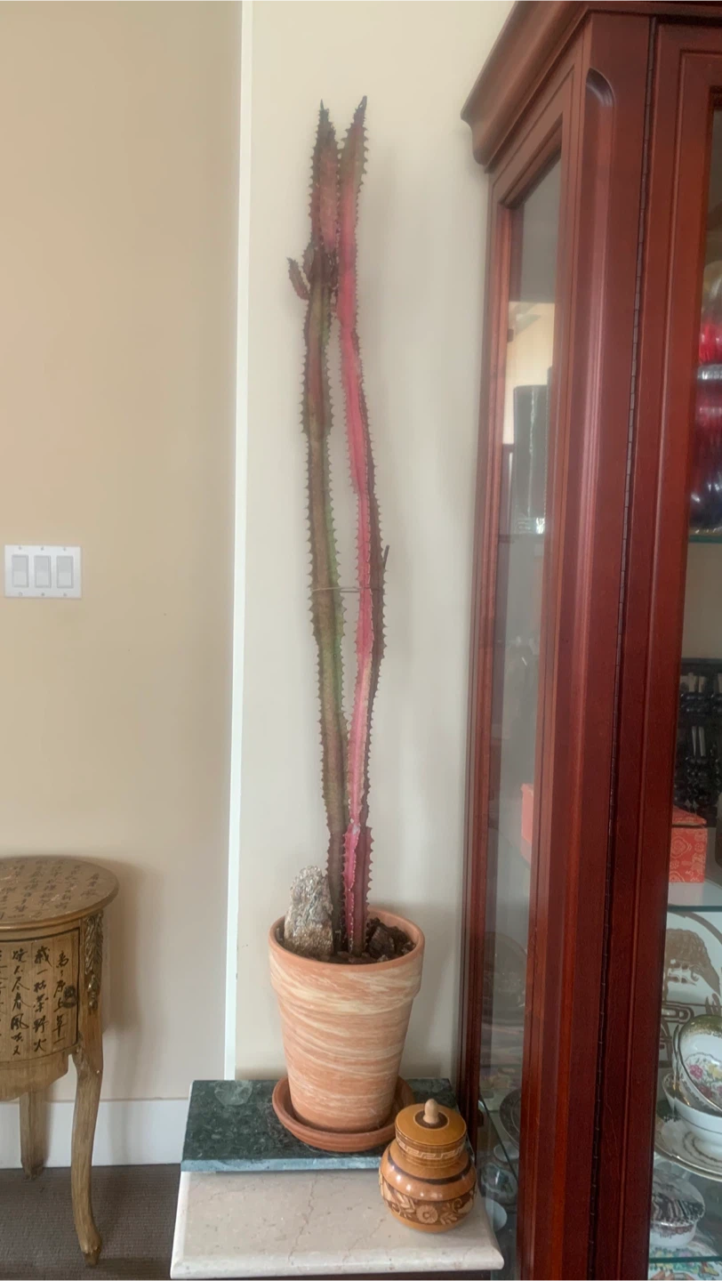African Milk Tree 44” tall 15 years old