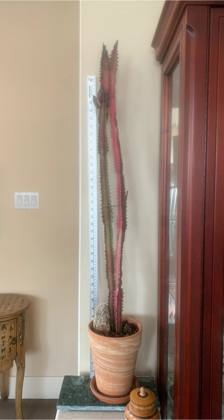 African Milk Tree 44” tall 15 years old - photo 2