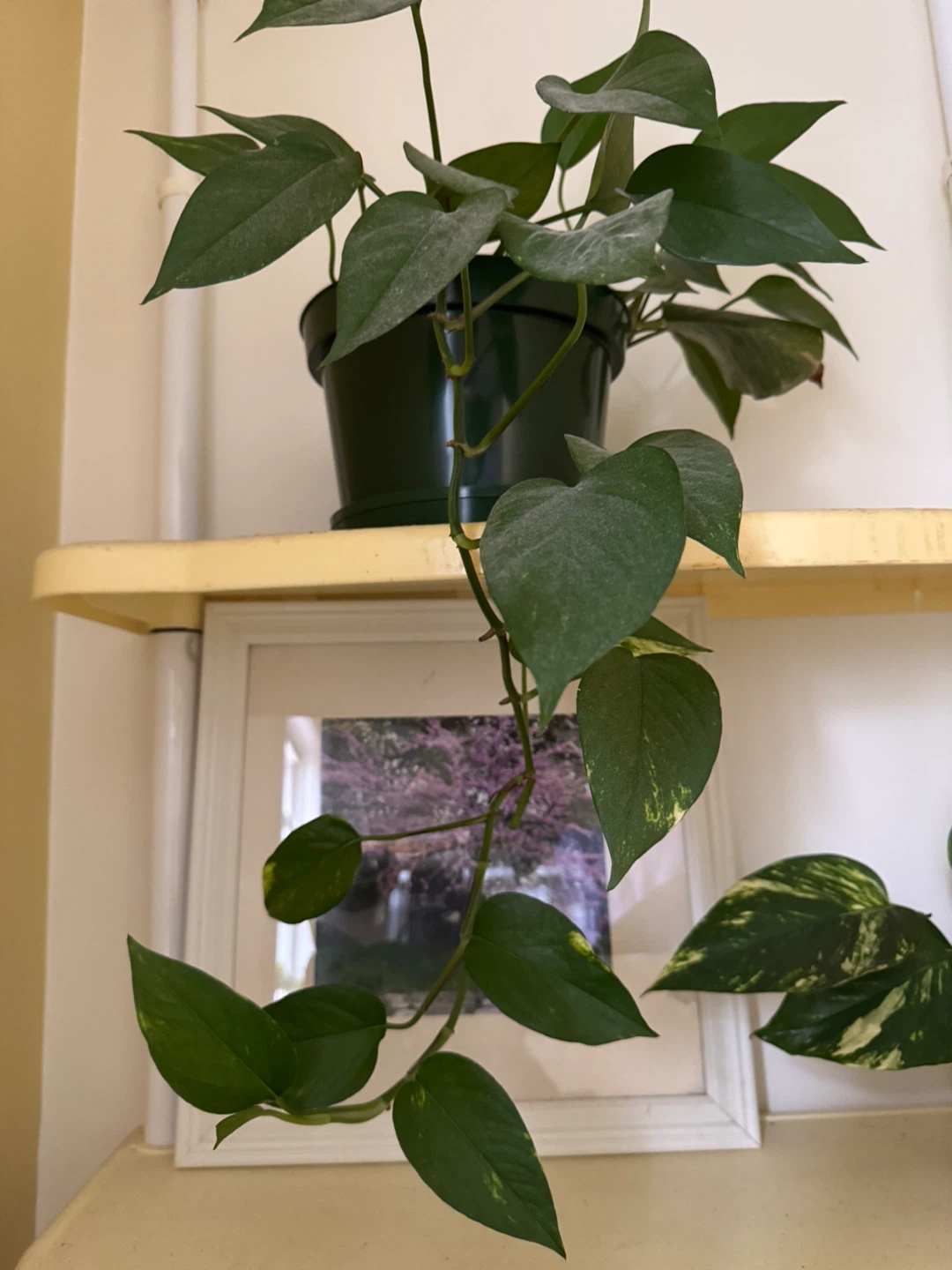 Pothos Plant - photo 4