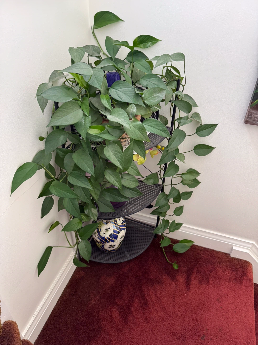 Pothos Plant - photo 2