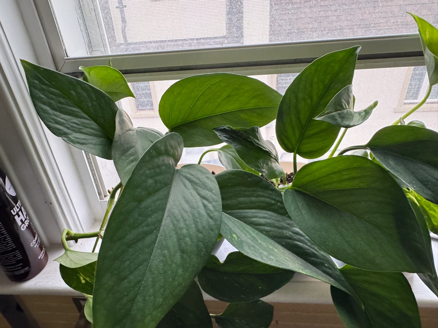 Pothos Plant - photo 5