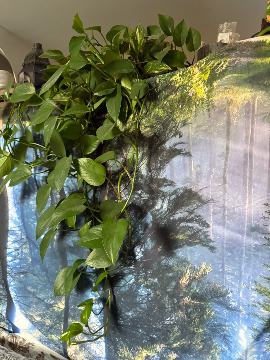 Pothos Plant