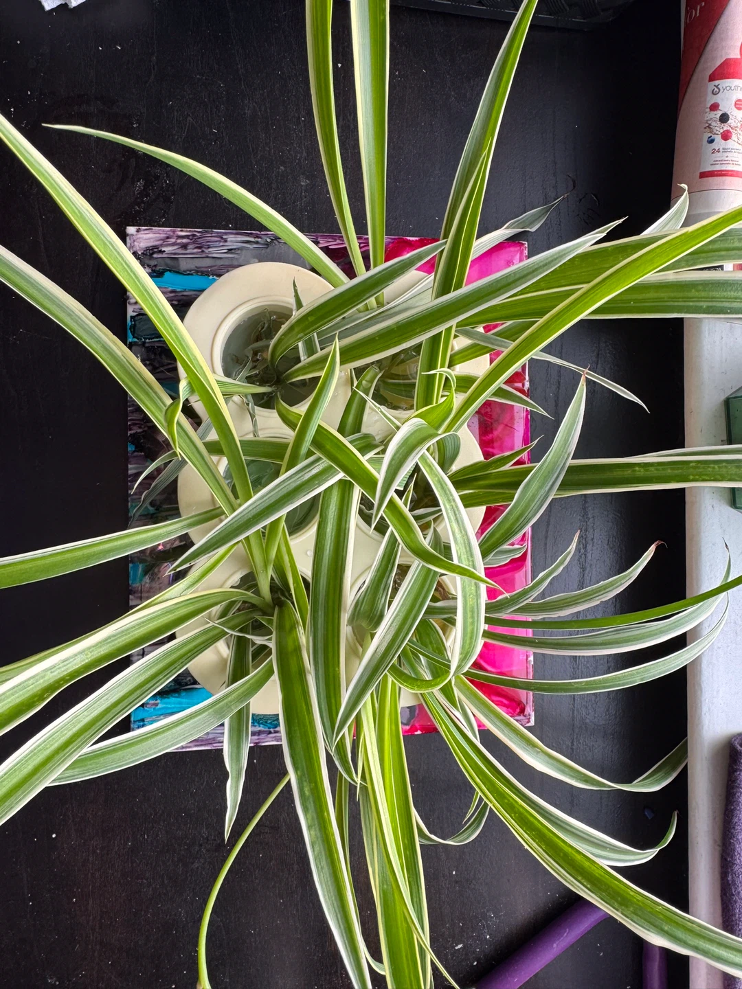 Spider Plant Babies - photo 2
