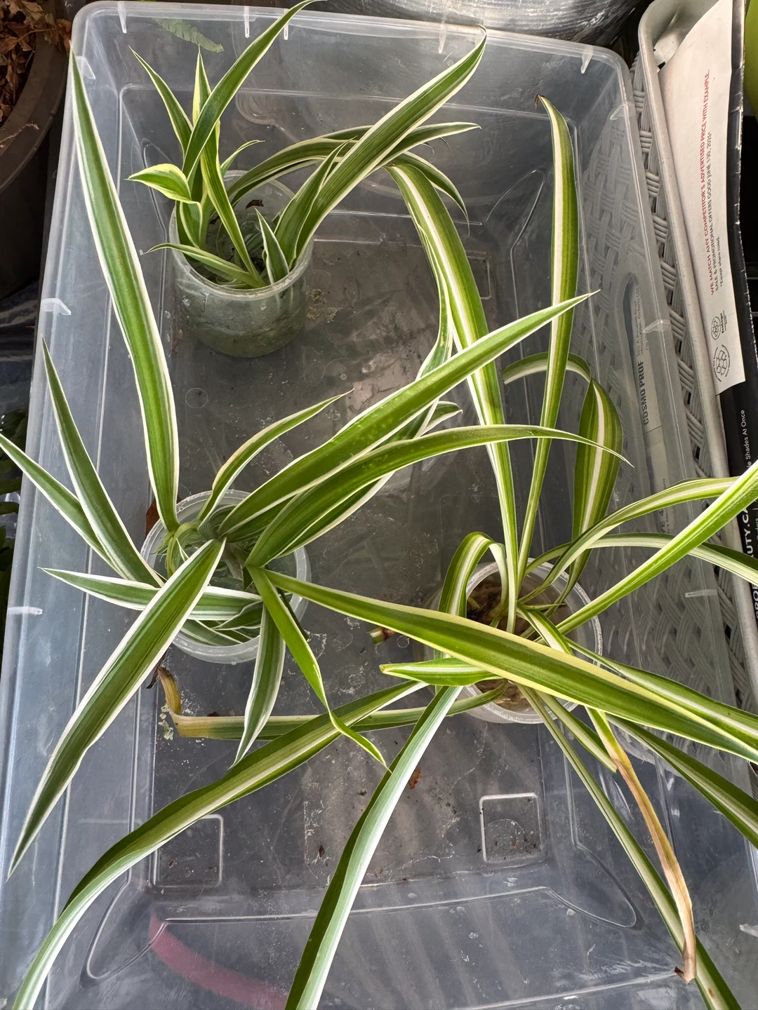 Spider Plant Babies - photo 3