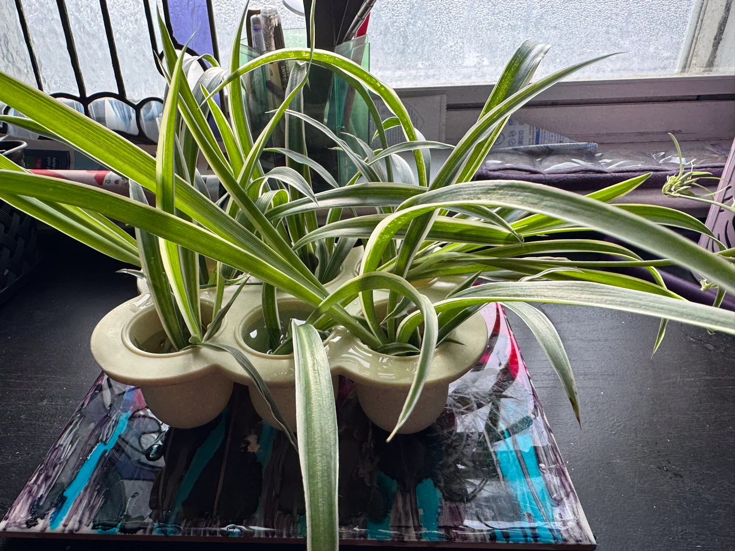 Spider Plant Babies