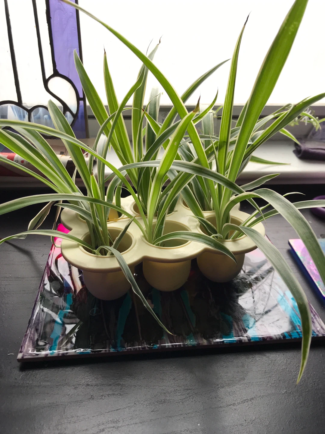 Spider Plant Babies - photo 4