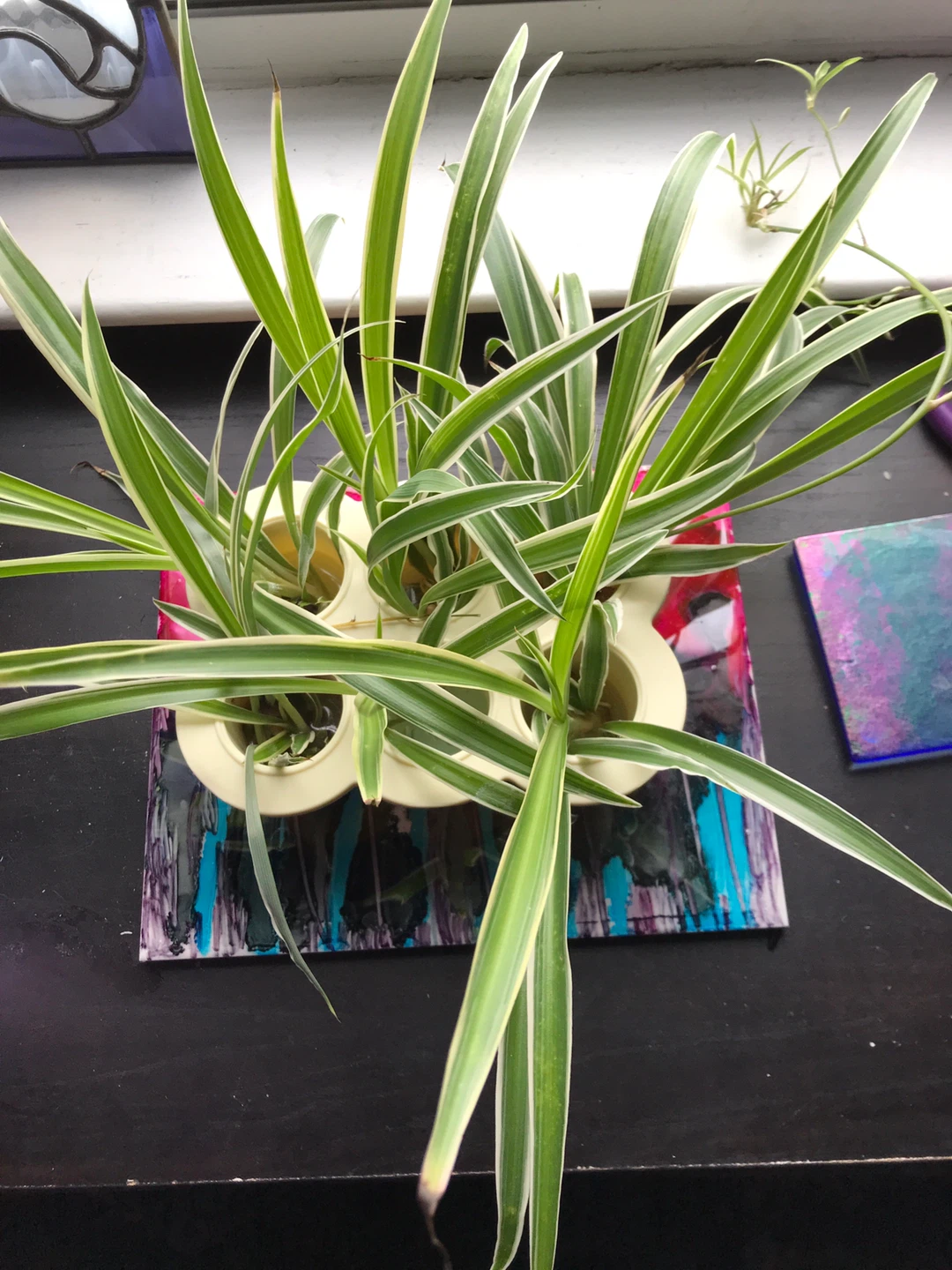 Spider Plant Babies - photo 5