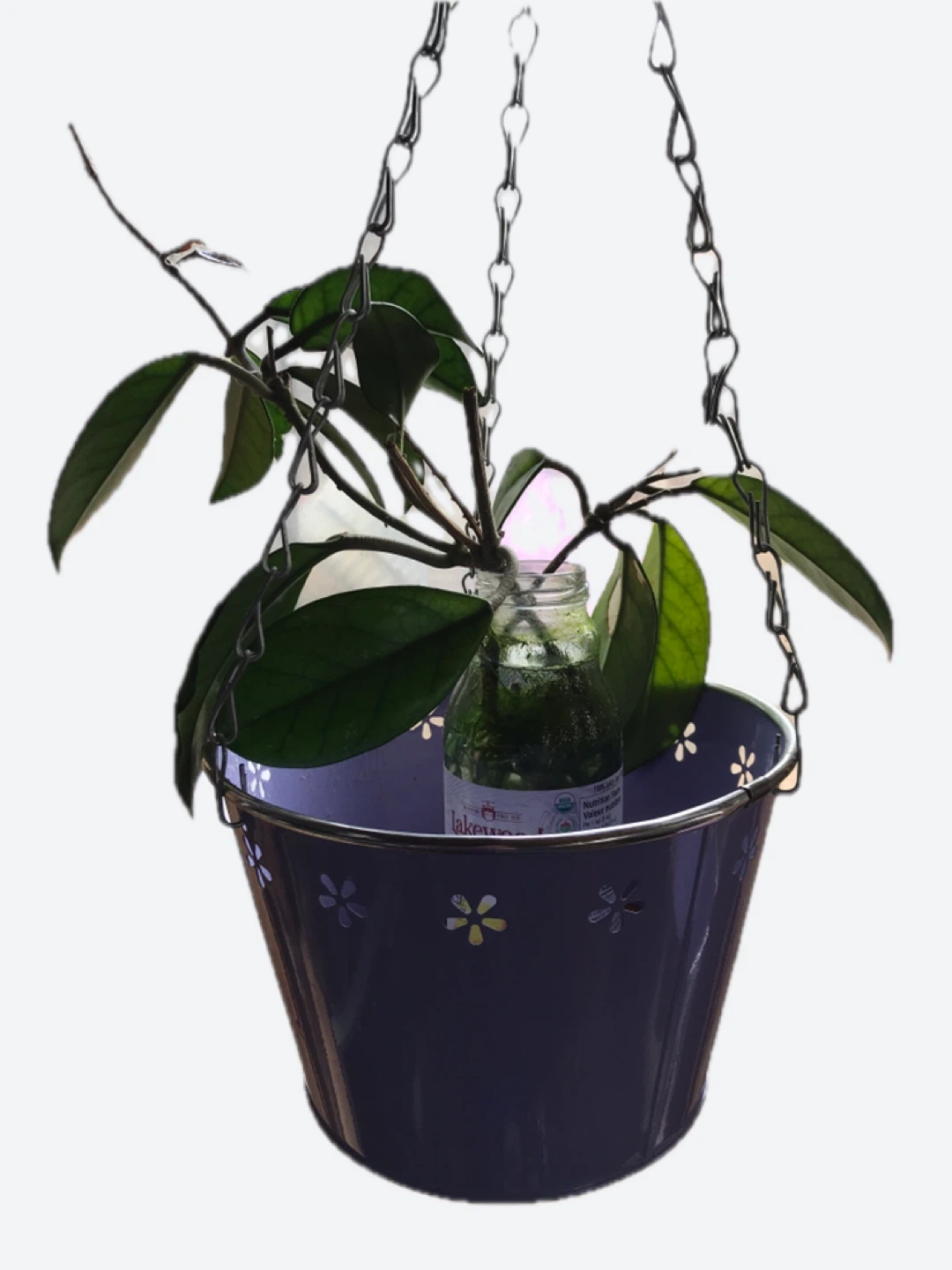 Hoya Carnosa Plant Cuttings in Water