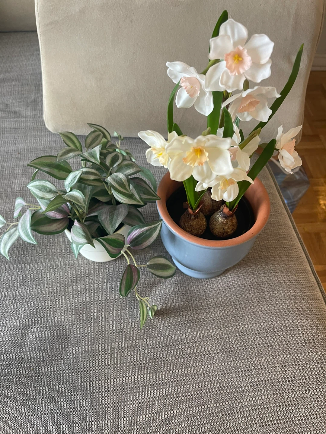 Two Potted Plants - photo 2