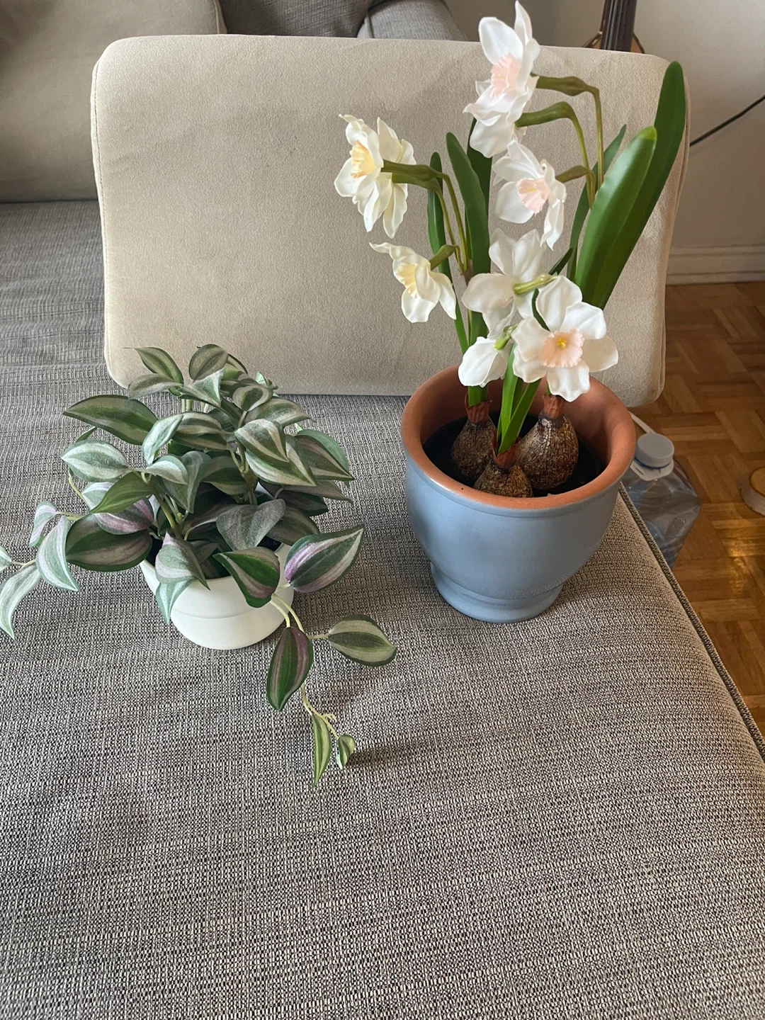 Two Potted Plants