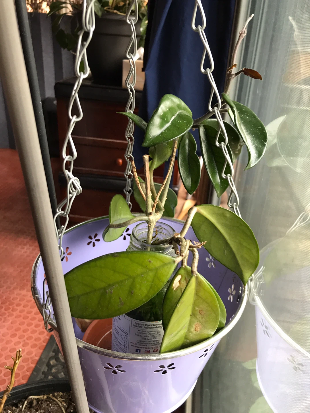 Hoya Carnosa Plant Cuttings in Water - photo 2