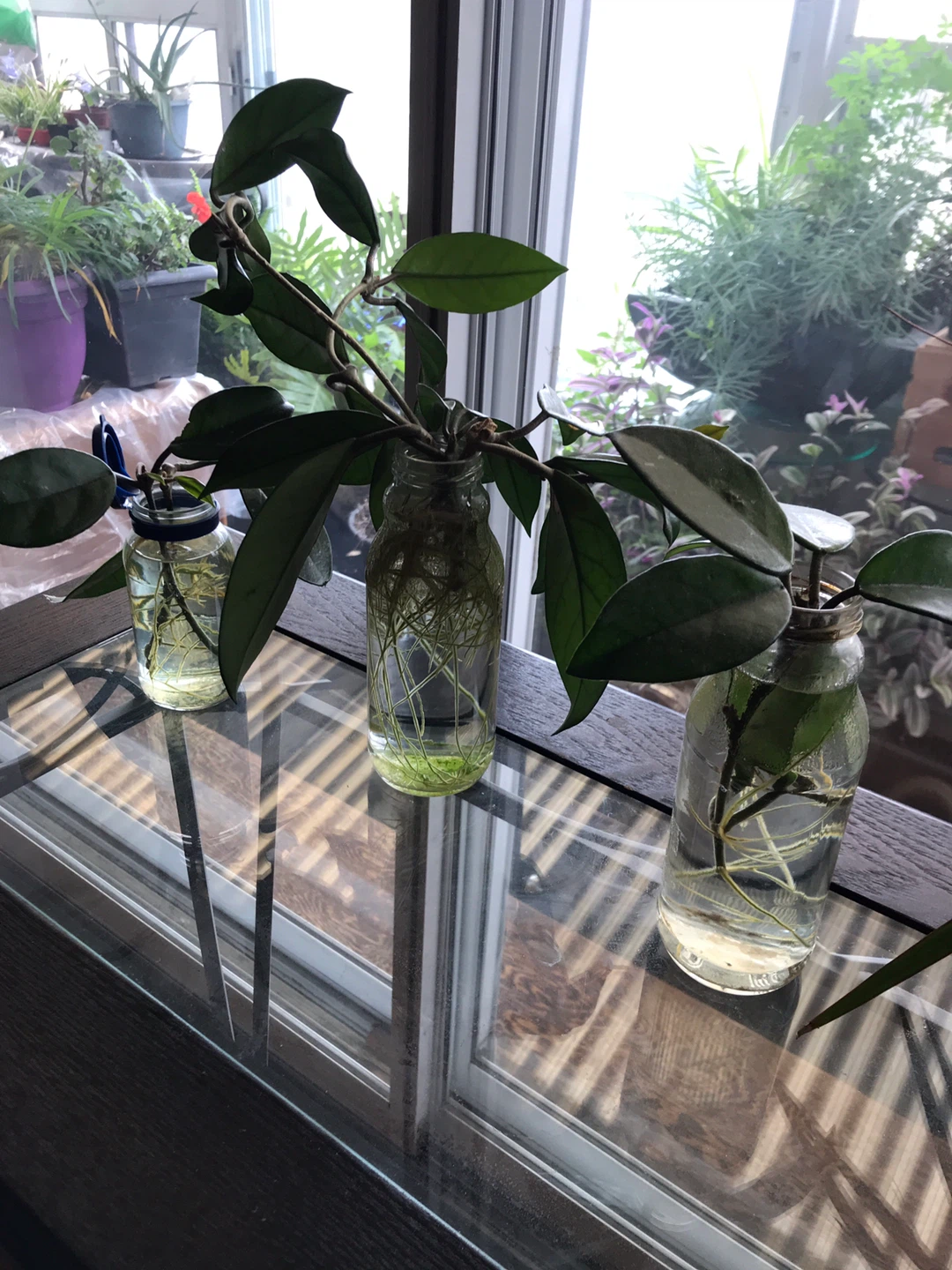 Hoya Carnosa Plant Cuttings in Water - photo 3