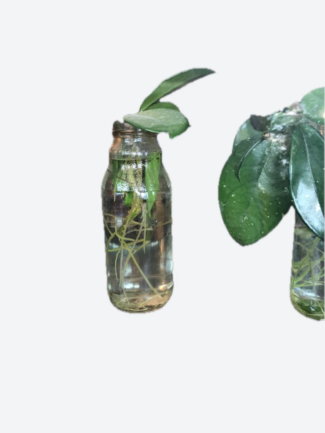 Hoya Carnosa Plant Cuttings in Water - photo 4