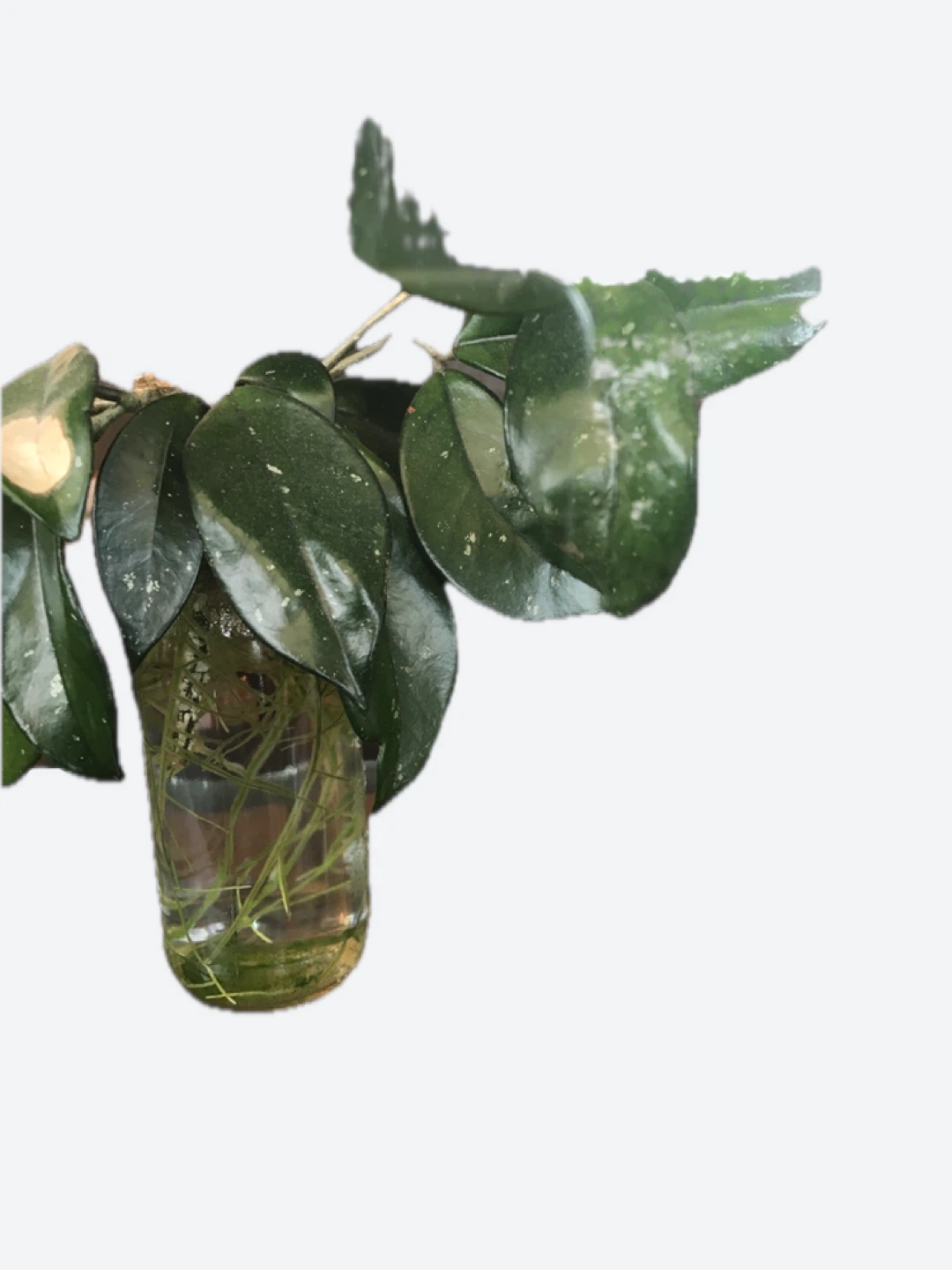 Hoya Carnosa Plant Cuttings in Water - photo 5