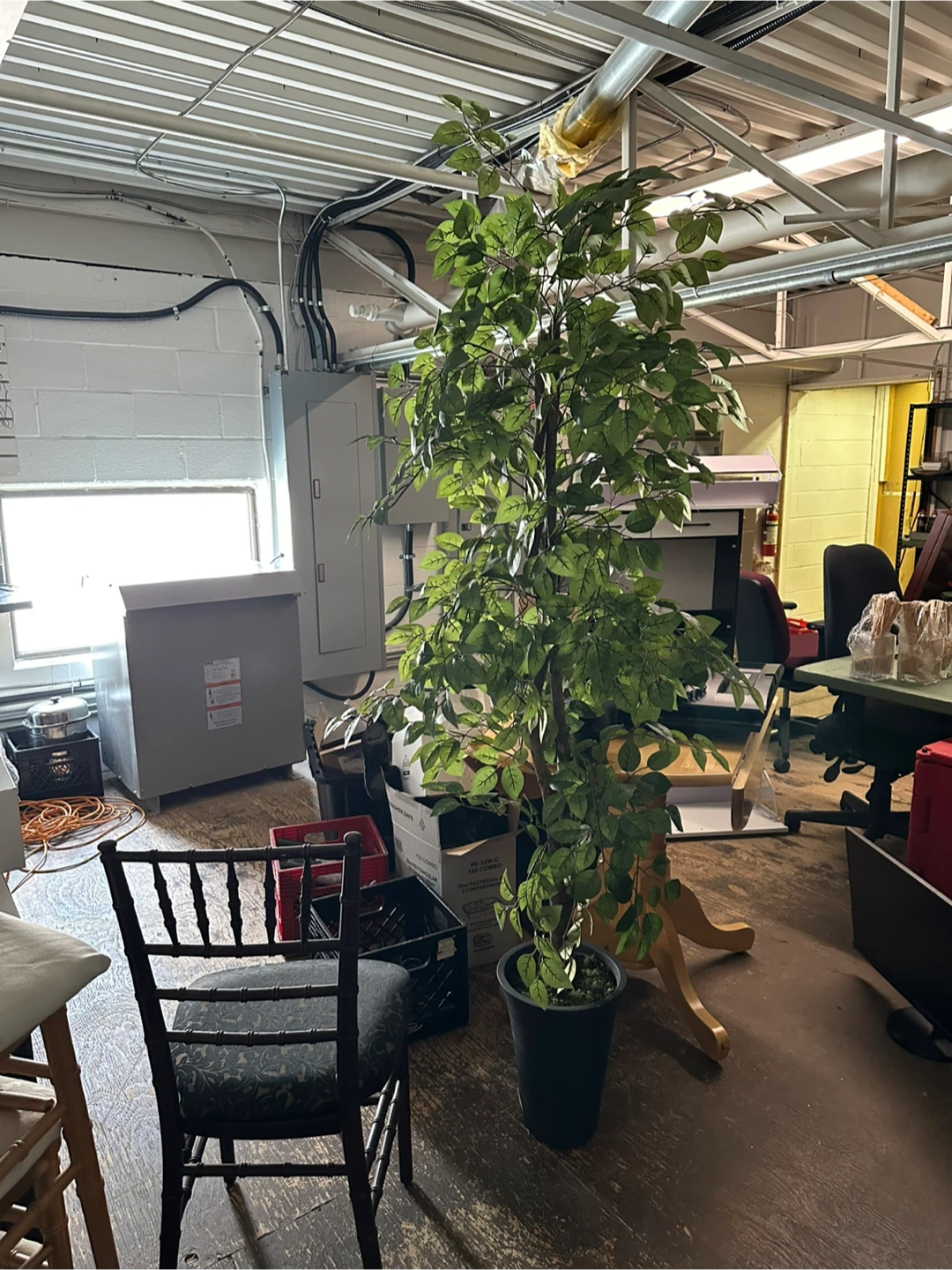 Artificial Ficus Tree in Black Pot