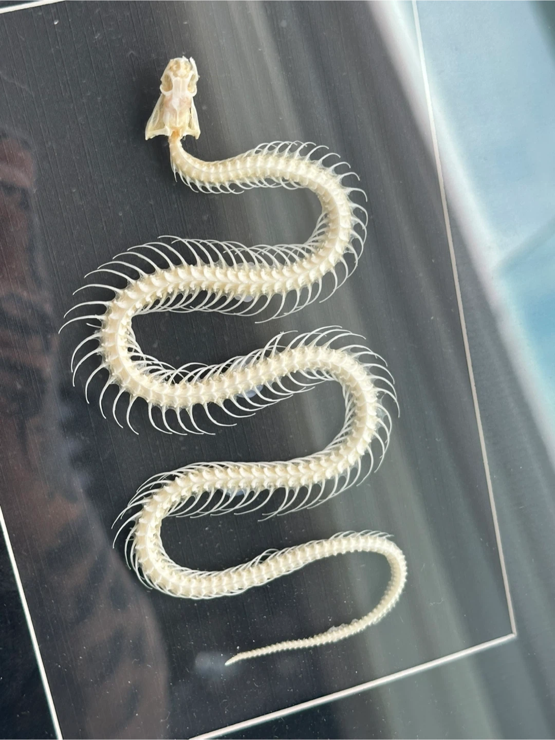 🐍 Real Snake Skeleton Frame - photo 2