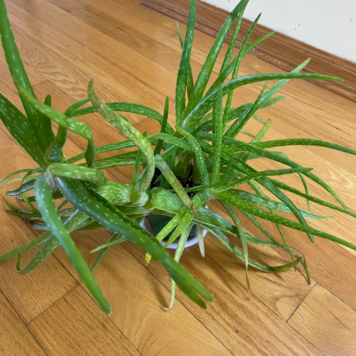 🪴Aloe Vera and Gollum Jade - photo 2