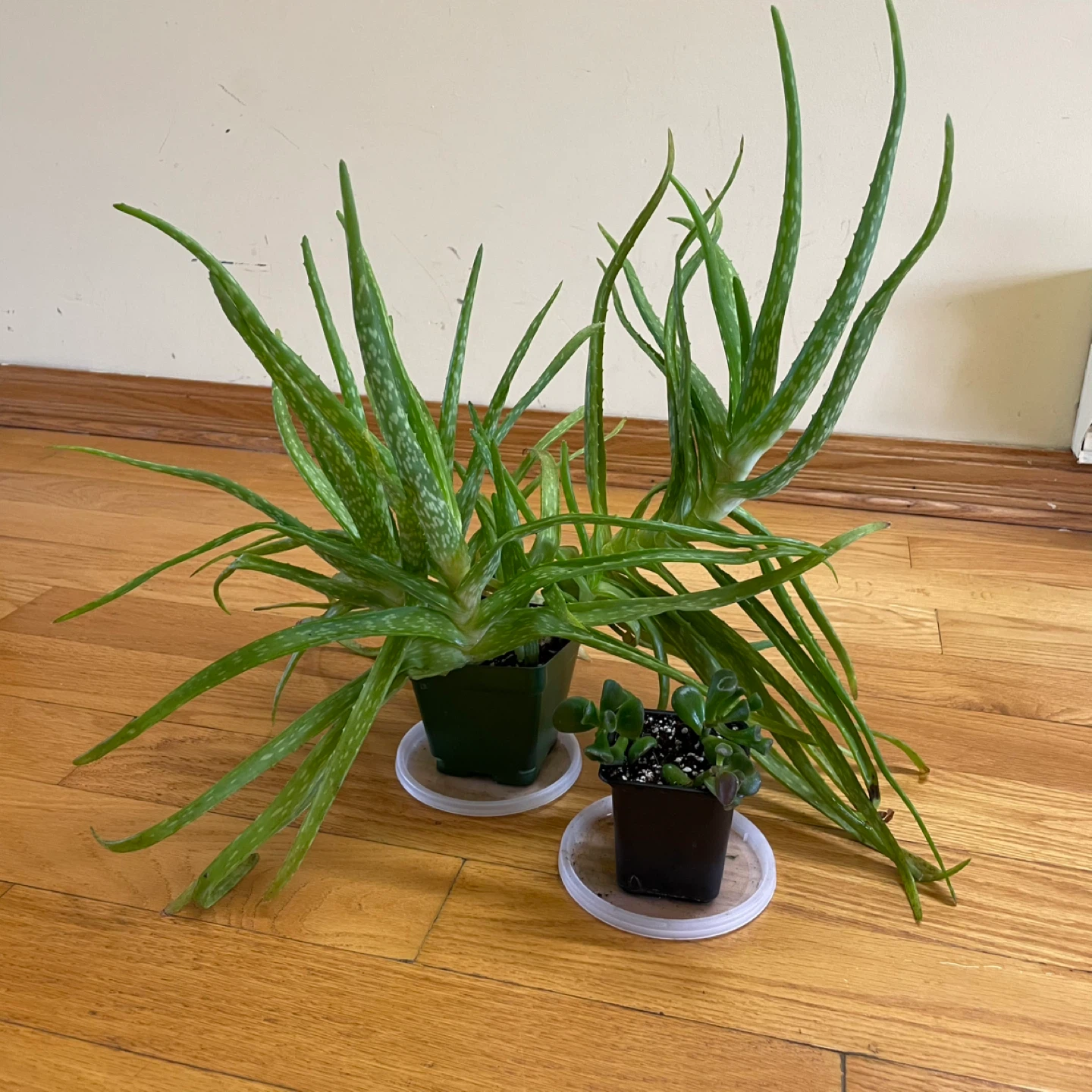 🪴Aloe Vera and Gollum Jade