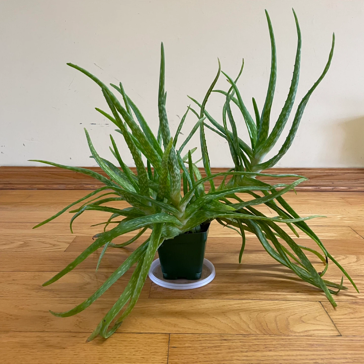 🪴Aloe Vera and Gollum Jade - photo 4