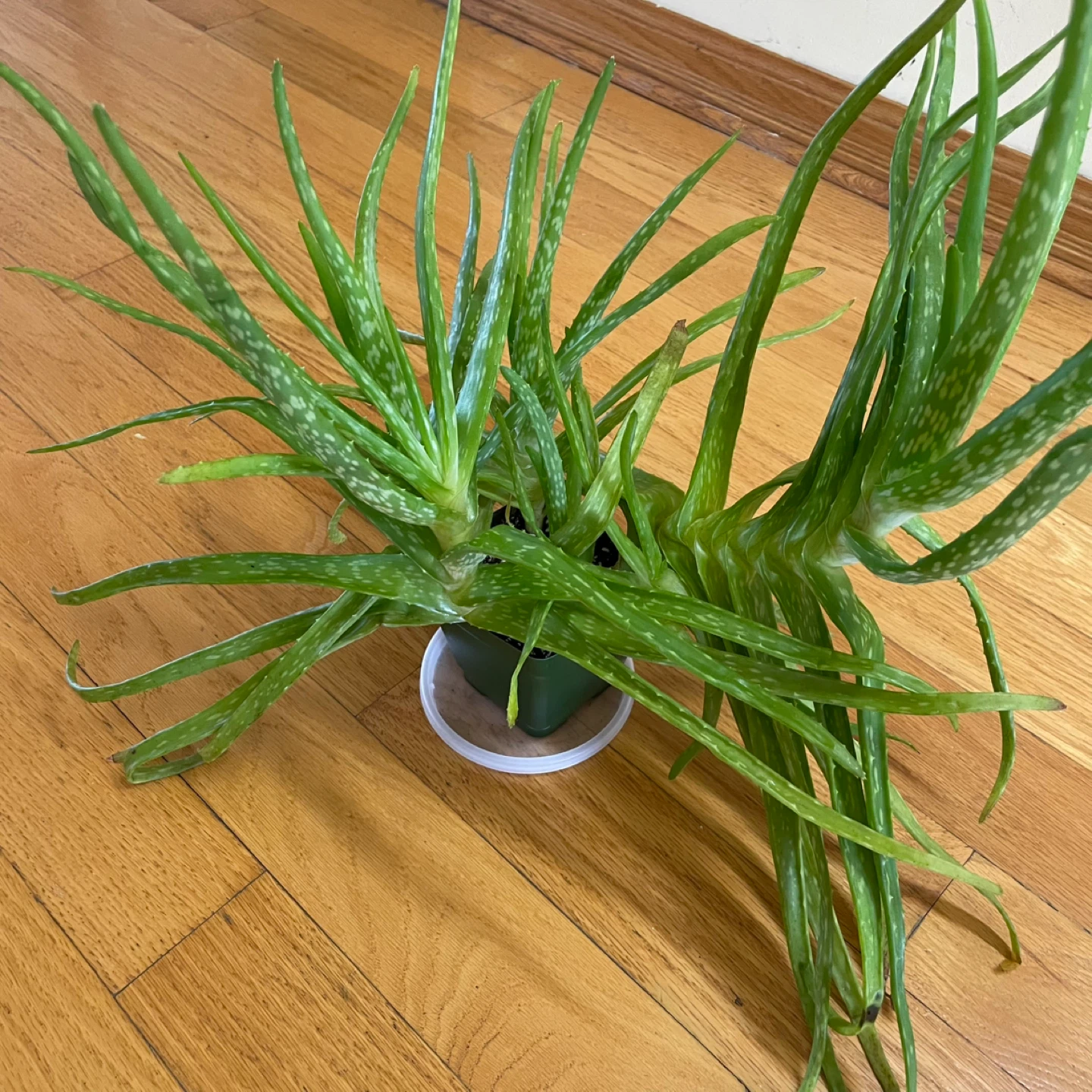 🪴Aloe Vera and Gollum Jade - photo 3