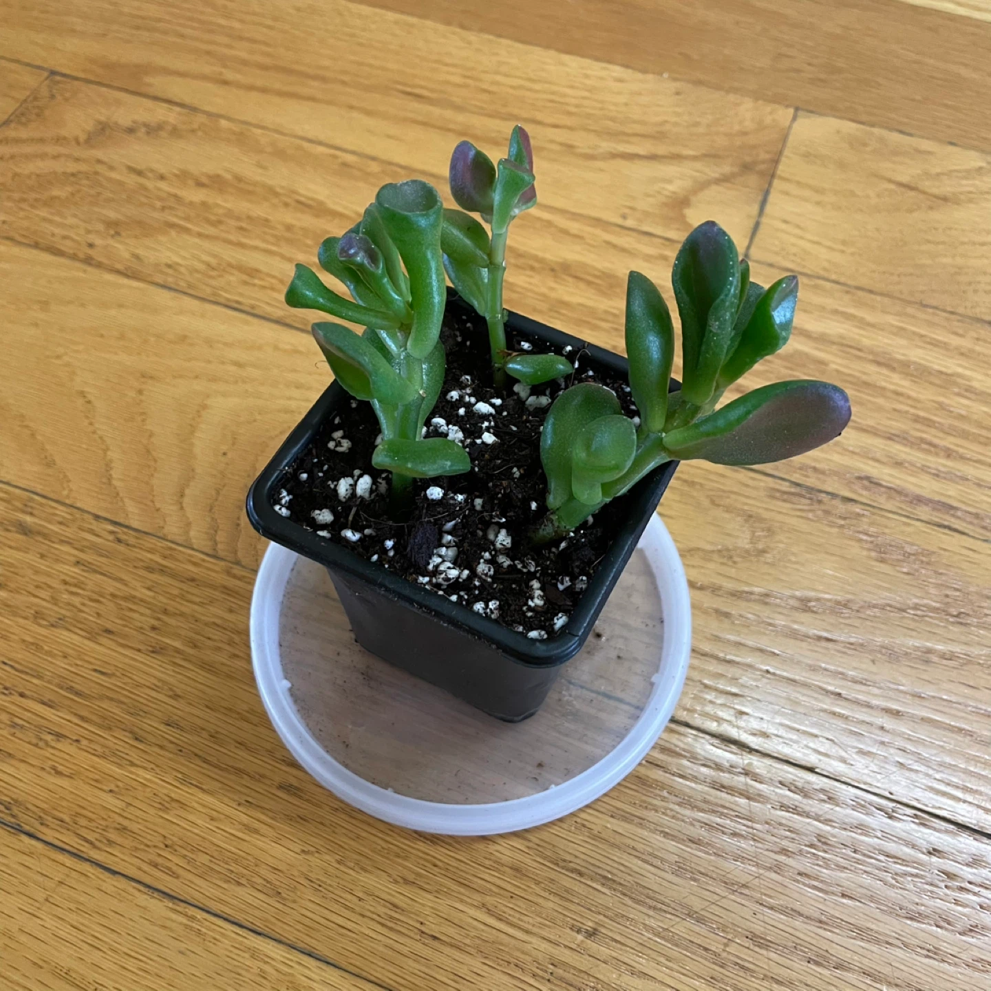 🪴Aloe Vera and Gollum Jade - photo 5