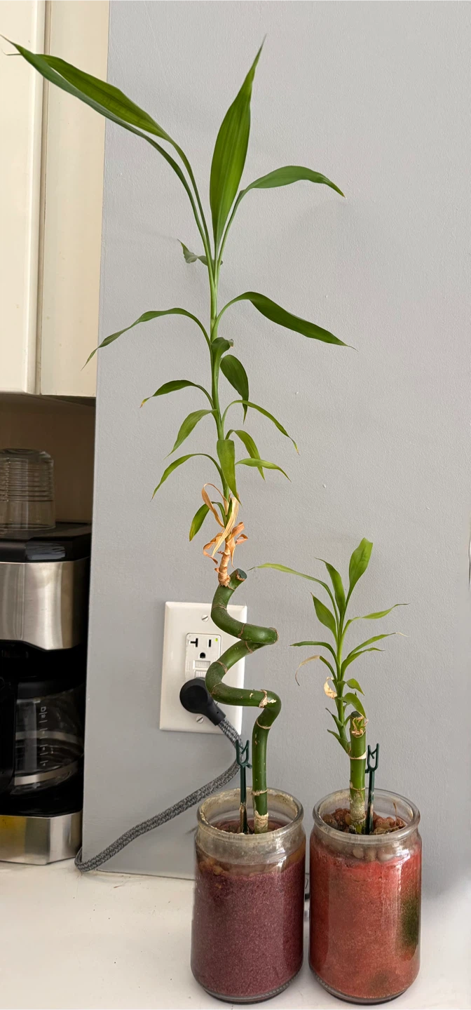 Lucky Bamboo Plants in Jars x2