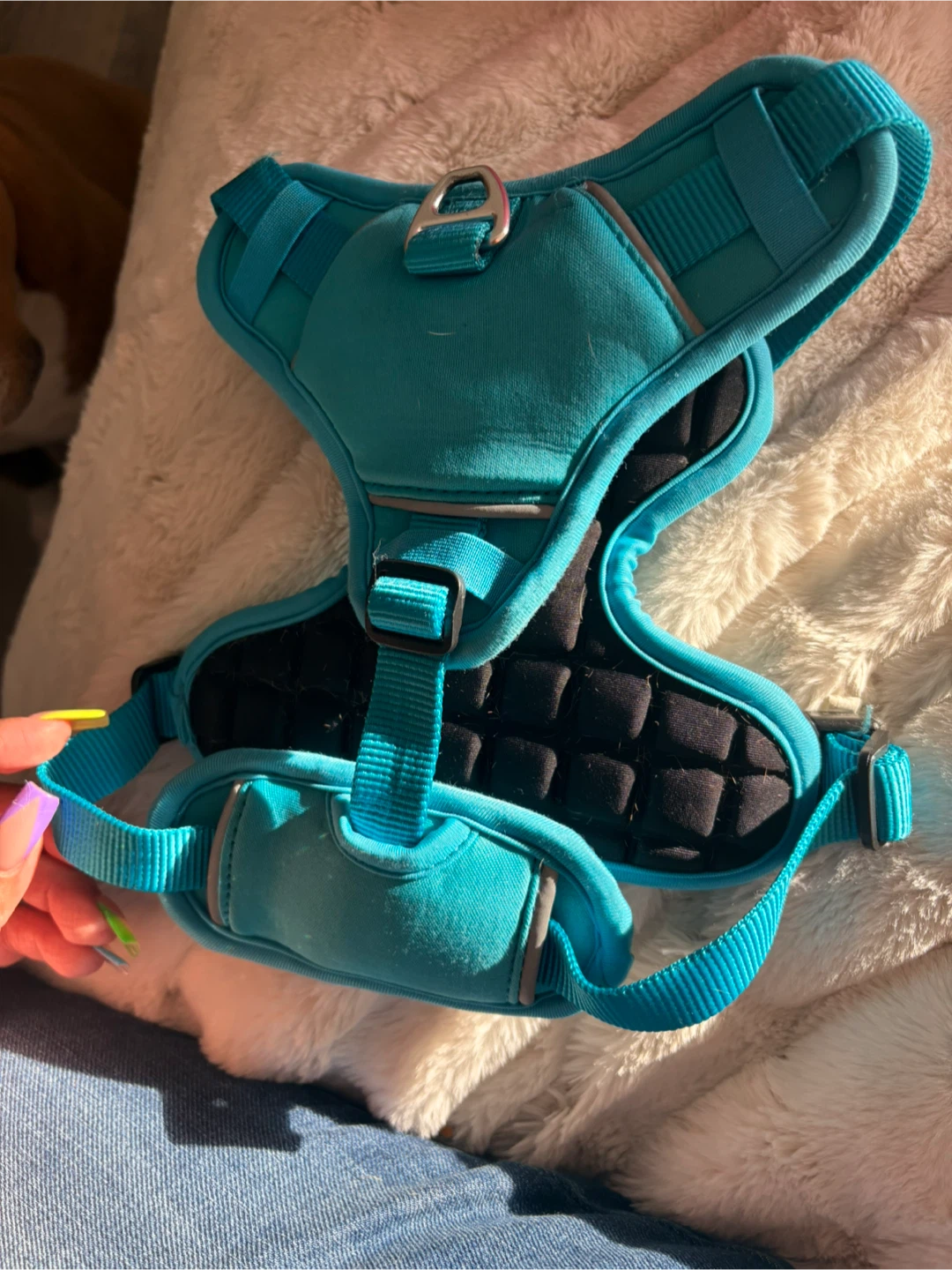 Blue Padded Dog Harness with Adjustable Straps - photo 2