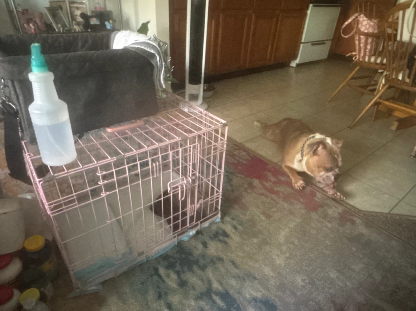 Pink Wire Dog Crate
