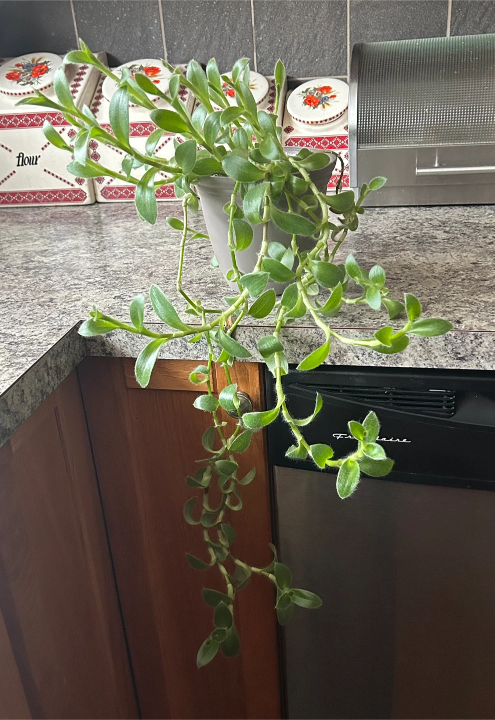 Tradescantia sillamontana plant in Grey Pot