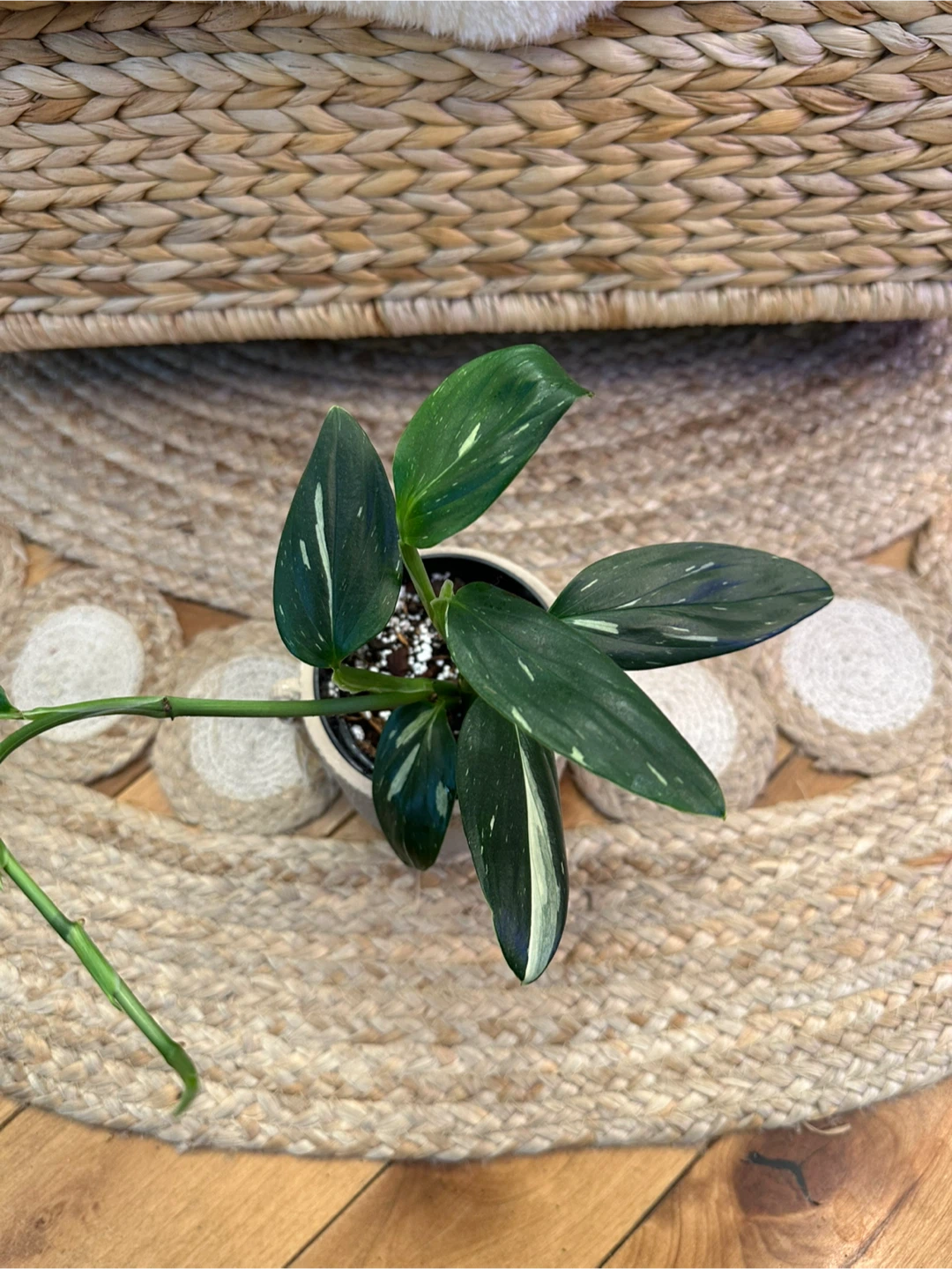 Monstera Cobra Albo w/ Decorative Pot - photo 2