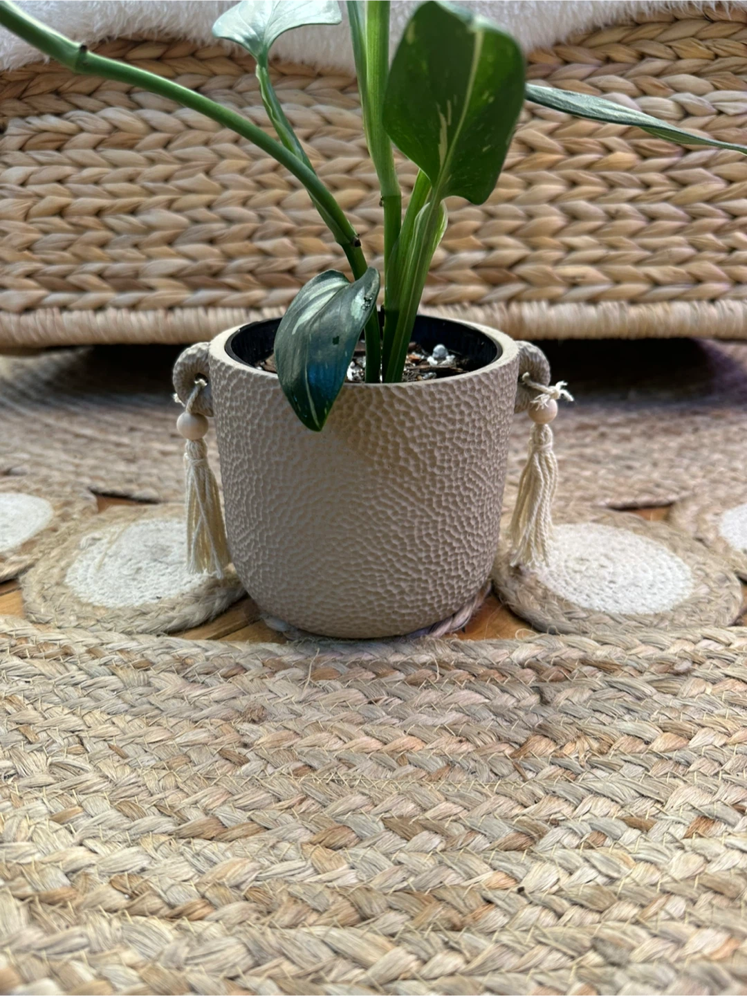 Monstera Cobra Albo w/ Decorative Pot - photo 3