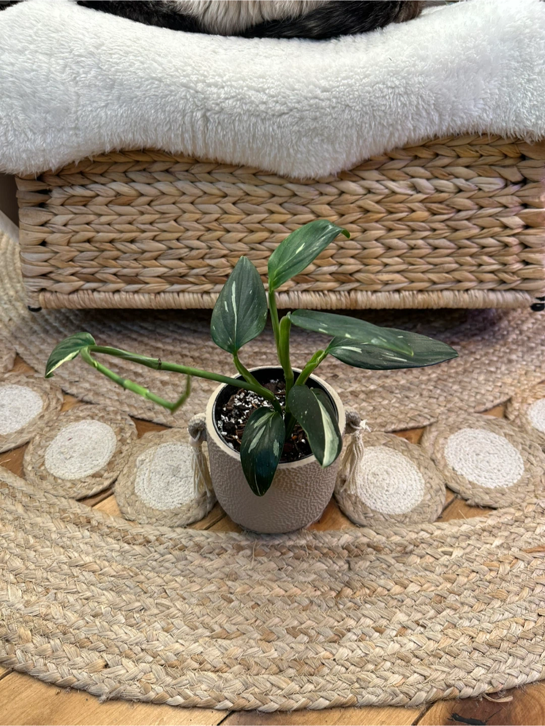 Monstera Cobra Albo w/ Decorative Pot