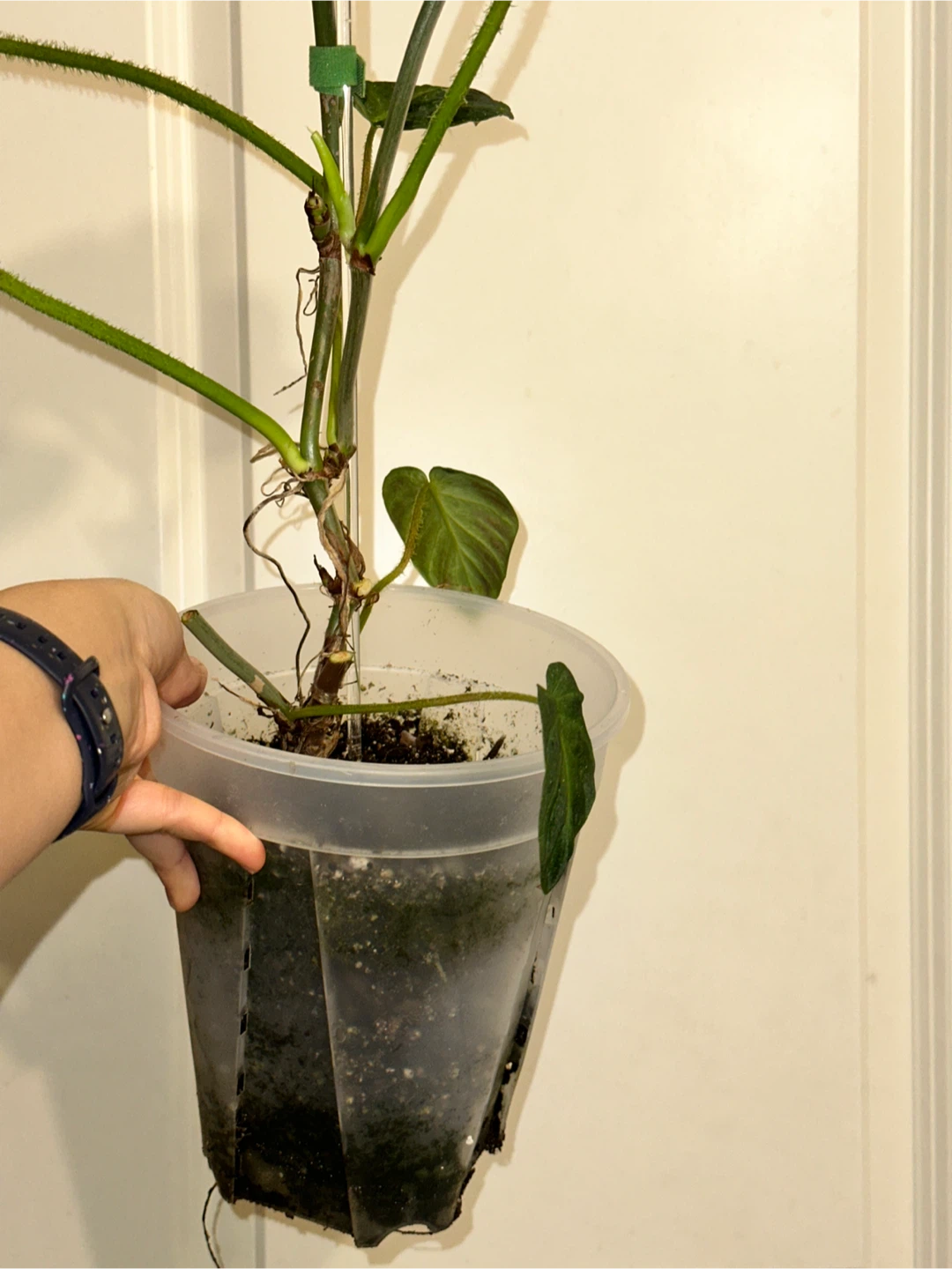 Philodendron Verrucosum Plant - photo 4
