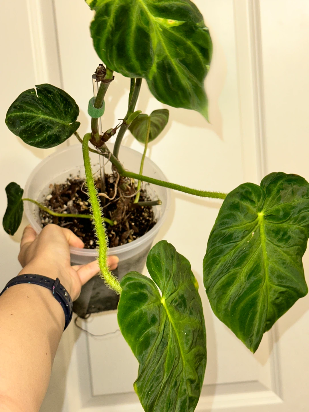 Philodendron Verrucosum Plant