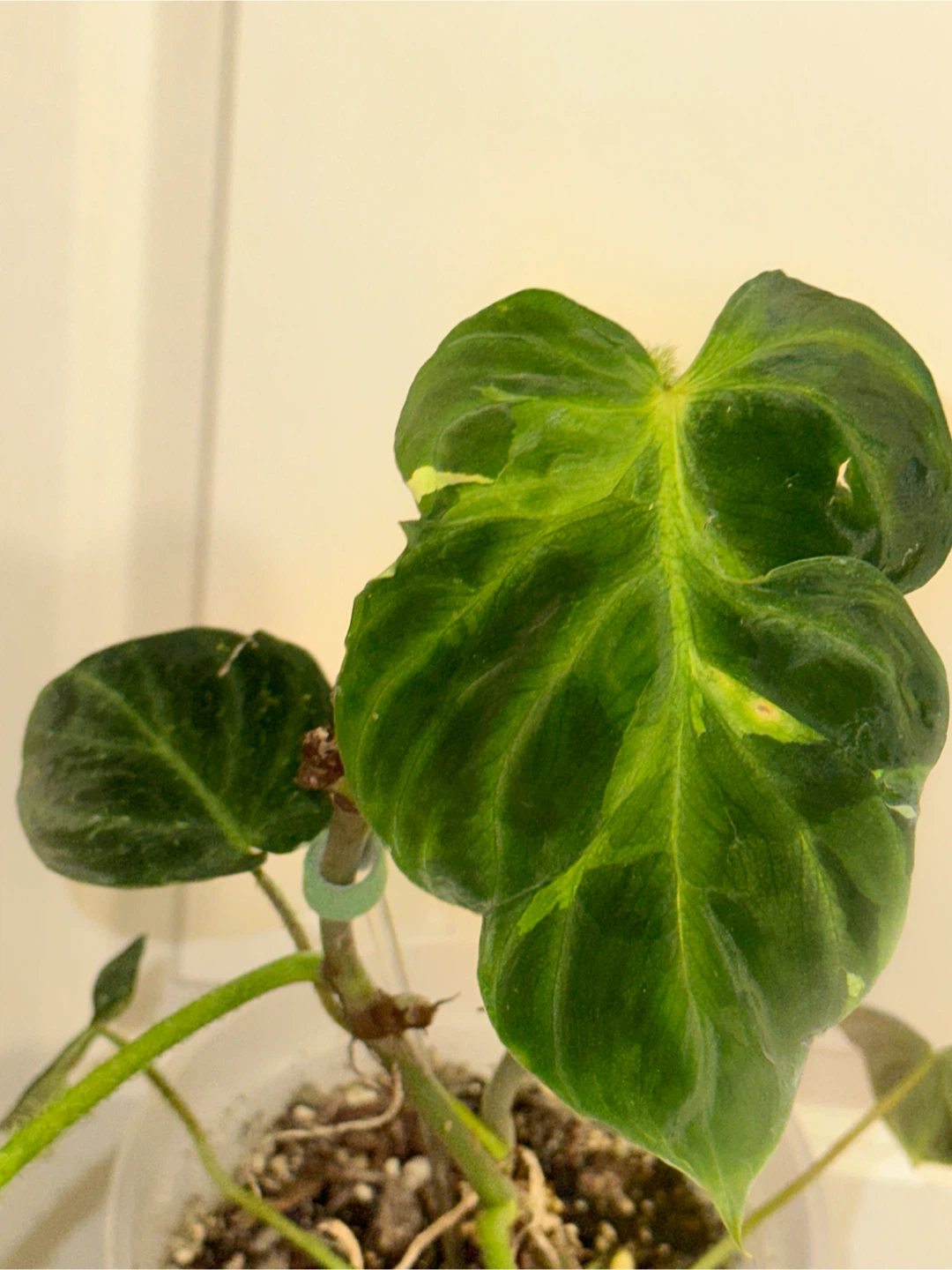 Philodendron Verrucosum Plant - photo 2