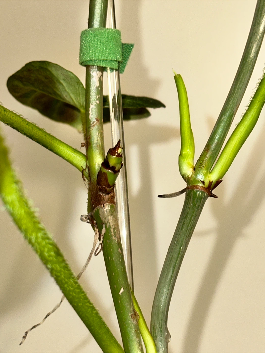 Philodendron Verrucosum Plant - photo 5
