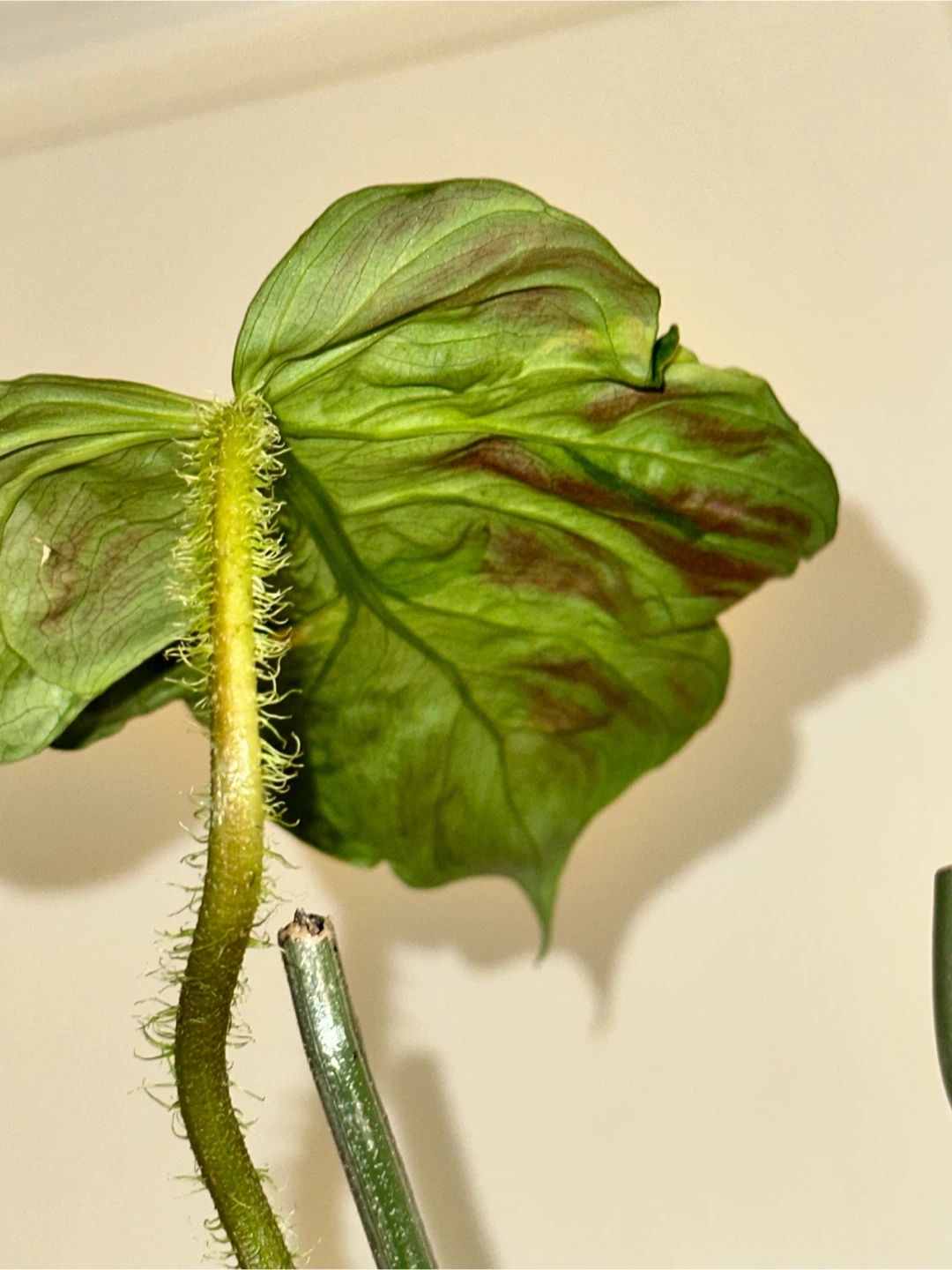 Philodendron Verrucosum Plant - photo 3